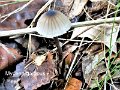 Mycena galopus-amf1311